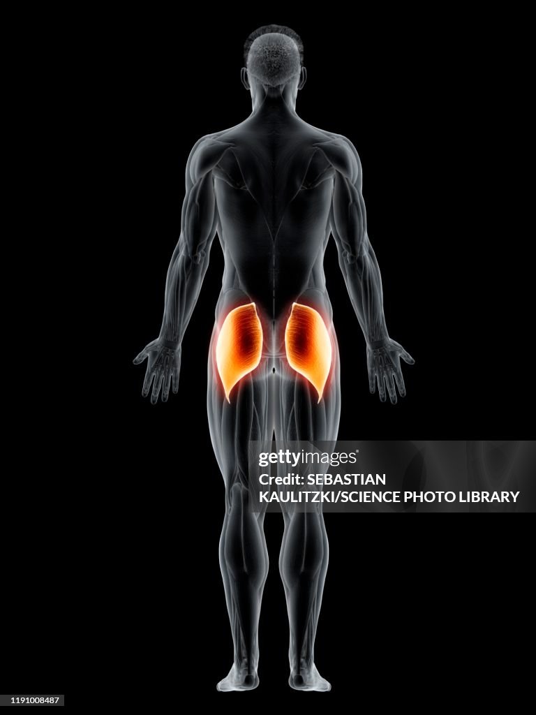 Gluteus maximus muscle, illustration
