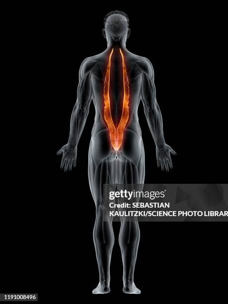 iliocostalis muscle, illustration - exercise physiology stock illustrations