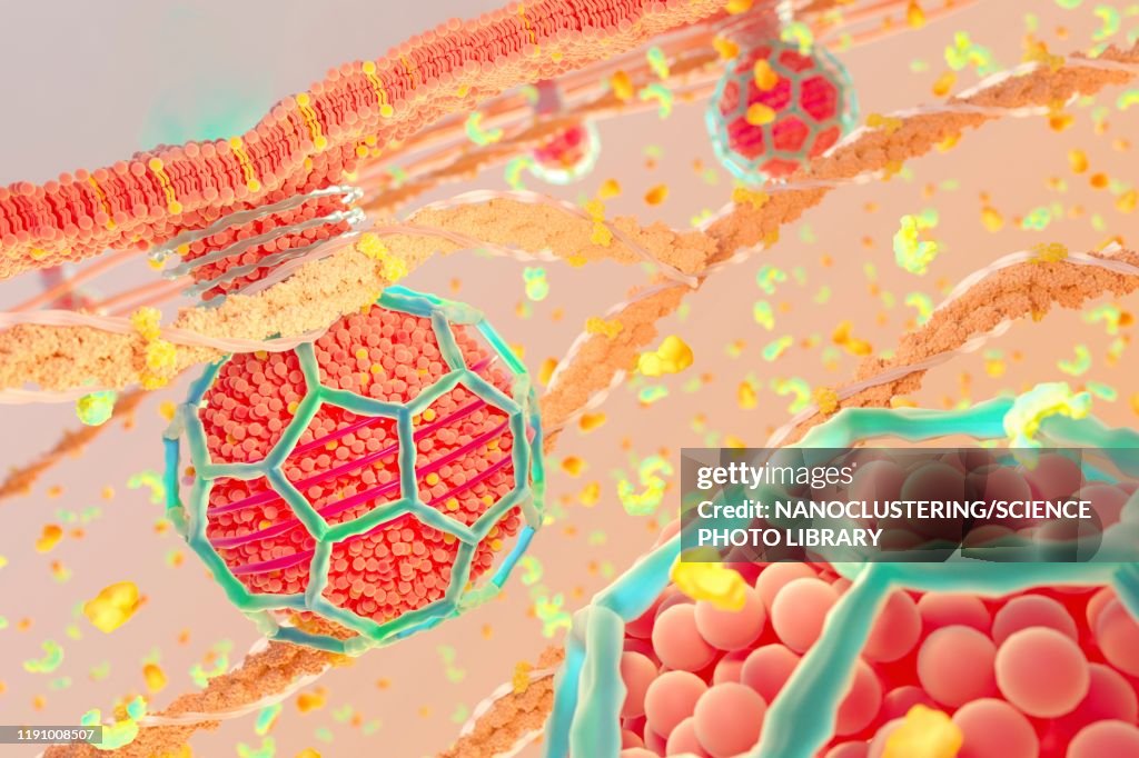 Clathrin-coated vesicle budding from membrane, illustration