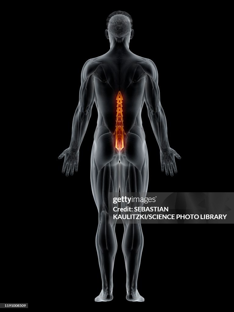 Musculus Multiduvus Multifidus Muscle Illustration High-Res Vector Graphic - Getty Images