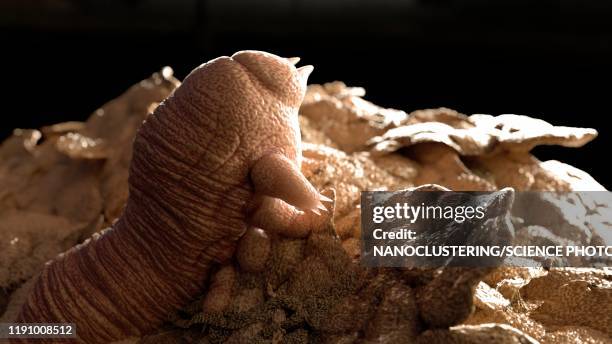 face mite, illustration - demodex mites stock-grafiken, -clipart, -cartoons und -symbole