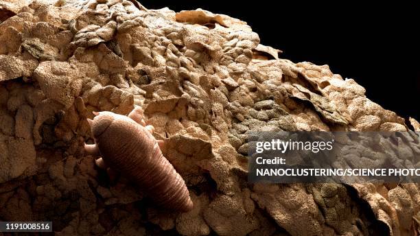 illustrations, cliparts, dessins animés et icônes de face mite, illustration - commensalisme