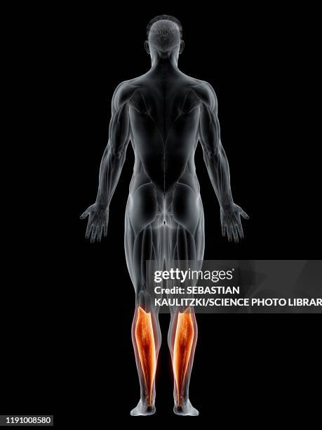 stockillustraties, clipart, cartoons en iconen met soleus muscle, illustration - soleus