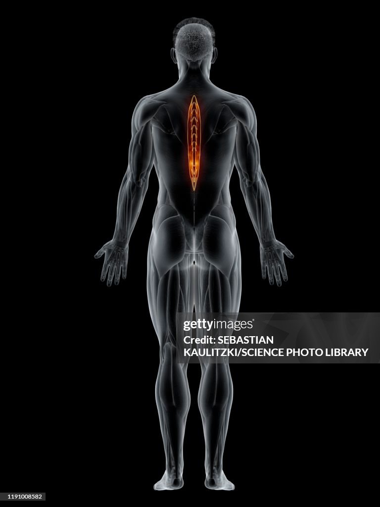 Spinalis thoracis muscle, illustration