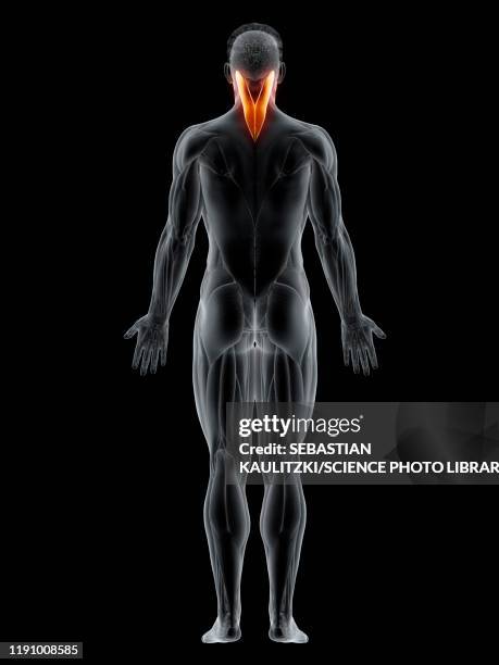 18 218点の背中 筋肉のストックフォト Getty Images 18 218点の背中 筋肉のストックフォト Getty Images