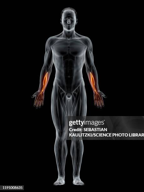 flexor digitorum profundus muscle, illustration - exercise physiology stock illustrations