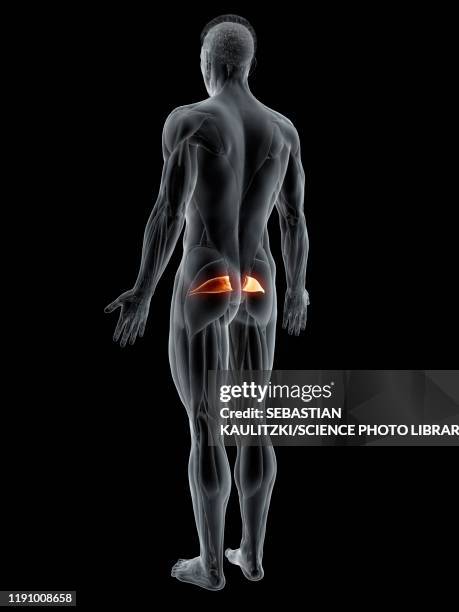 ilustraciones, imágenes clip art, dibujos animados e iconos de stock de piriformis muscle, illustration - músculo piriforme