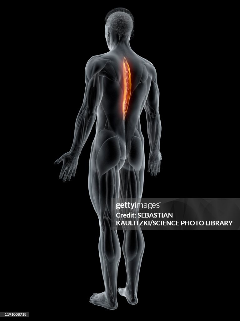 Spinalis thoracis muscle, illustration