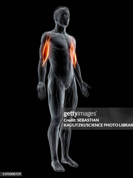 biceps muscle, illustration - exercise physiology stock illustrations