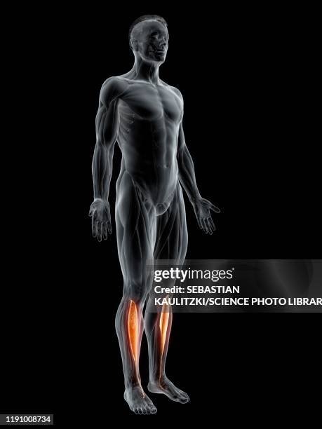 stockillustraties, clipart, cartoons en iconen met tibialis anterior muscle, illustration - tibialis anterior muscle