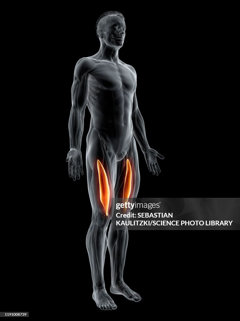 Vastus intermedius muscle, illustration