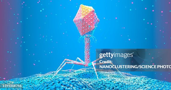 Bacteriophage on bacterium, illustration Bacteriophage on bacterium, illustration