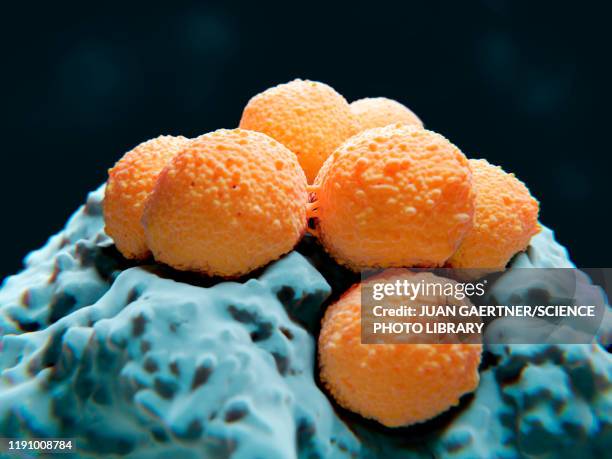 streptococci bacteria, illustration - meningitis stock-grafiken, -clipart, -cartoons und -symbole