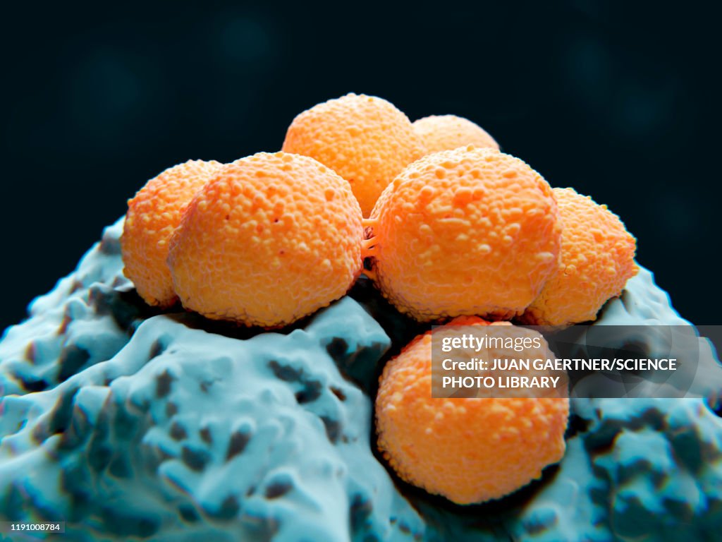 Streptococci bacteria, illustration