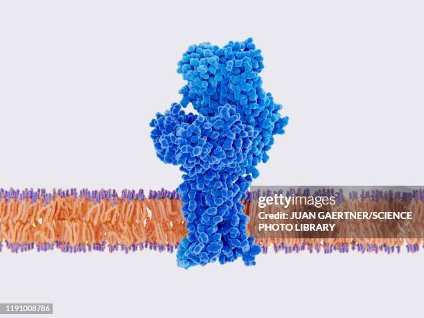 ilustraciones, imágenes clip art, dibujos animados e iconos de stock de t cell receptor, illustration - membrana celular