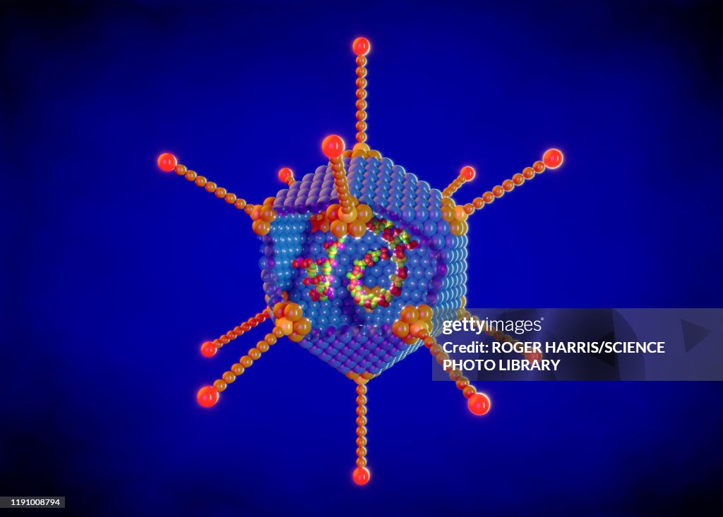 Adenovirus structure, illustration