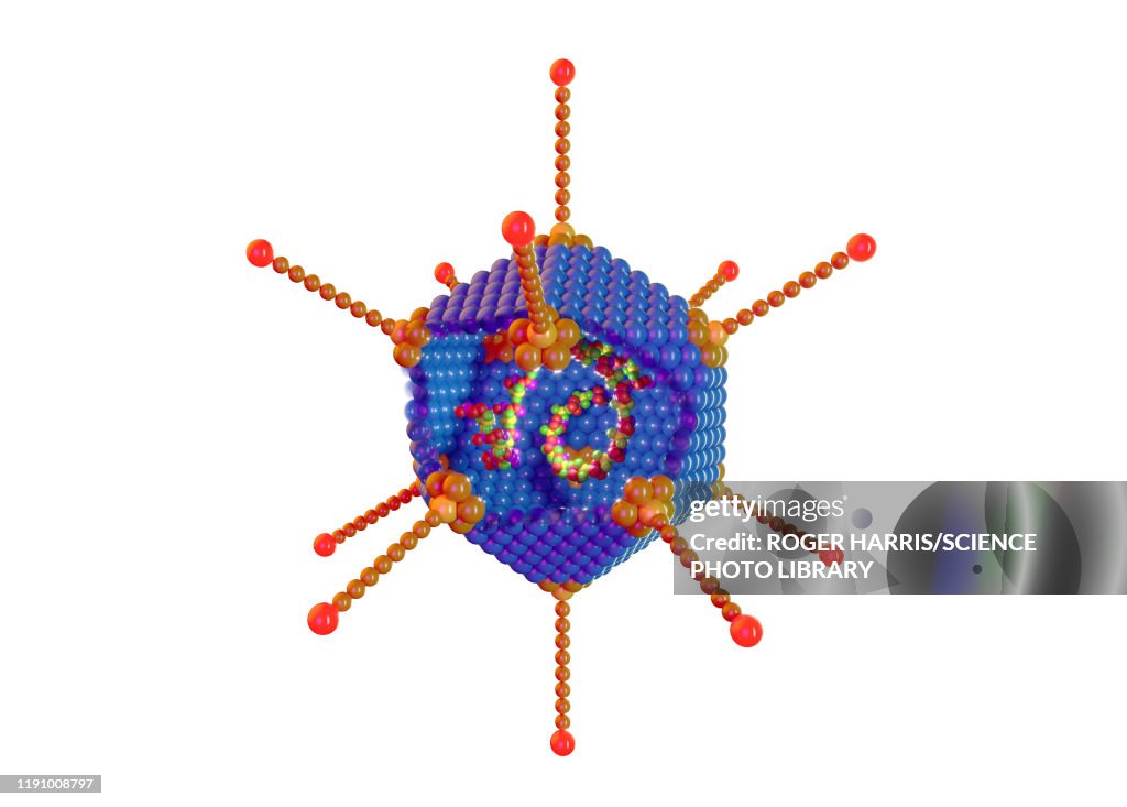 Adenovirus structure, illustration