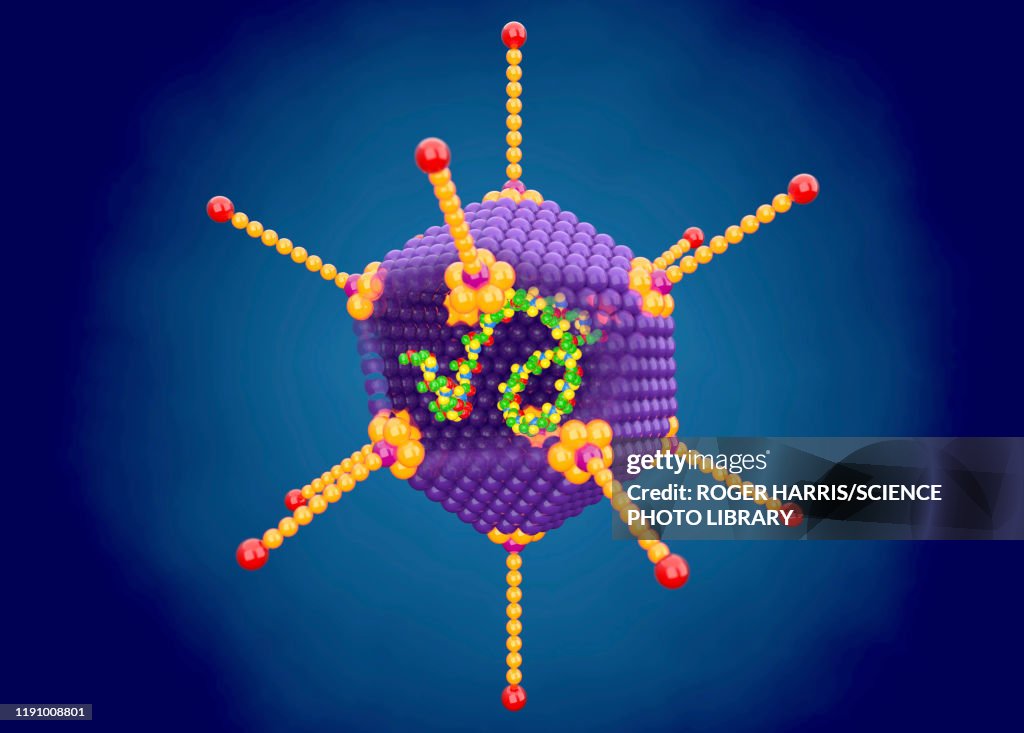 Adenovirus structure, illustration