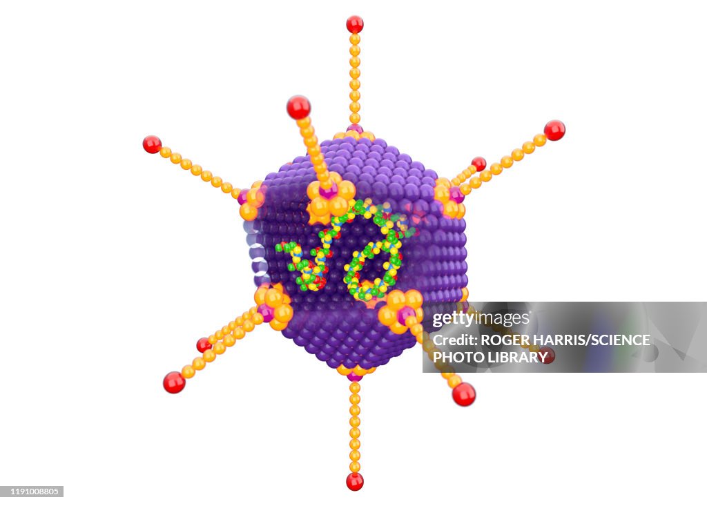 Adenovirus structure, illustration