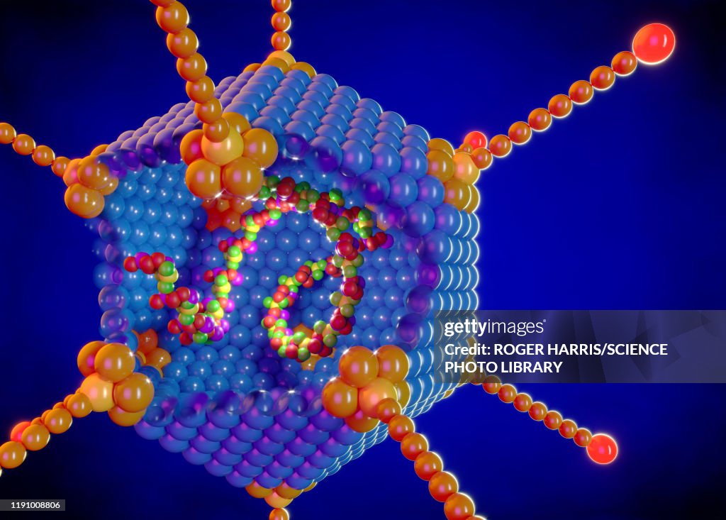 Adenovirus structure, illustration