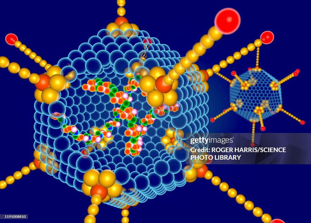 Adenovirus structure, illustration