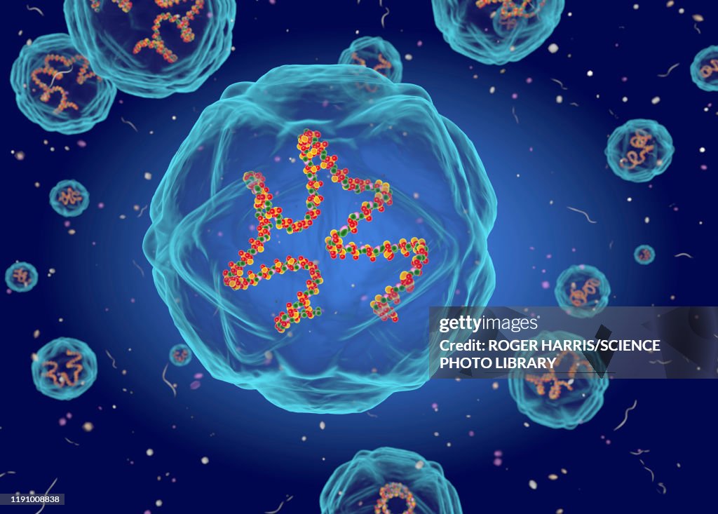 Coxsackie virus structure, illustration
