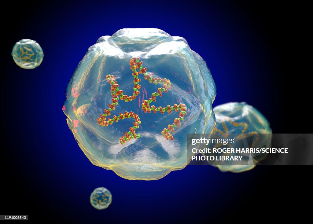 Coxsackie virus structure, illustration