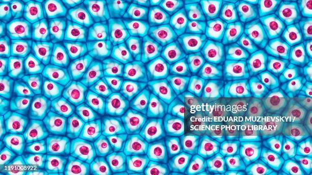 cells, illustration - cell biology stock-fotos und bilder