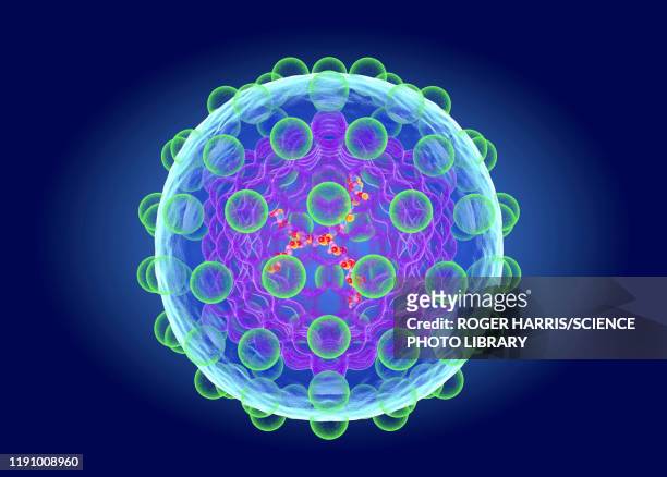 hepatitis c virus structure, illustration - hepatitis c stock illustrations