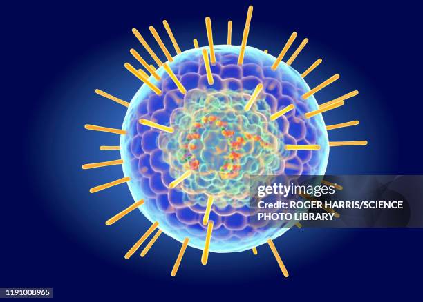 herpes simplex virus structure, illustration - genital herpes stock illustrations