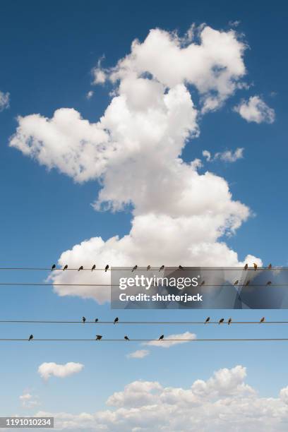 bird sitting on power lines, usa - parallel stock pictures, royalty-free photos & images