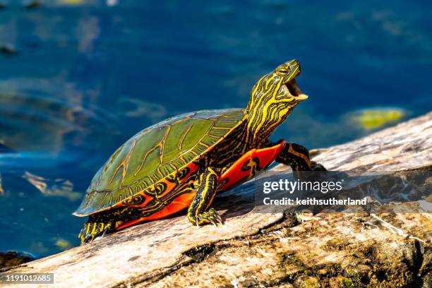 close-up of a turtle on a rock, british columbia, canada - reptile stock pictures, royalty-free photos & images