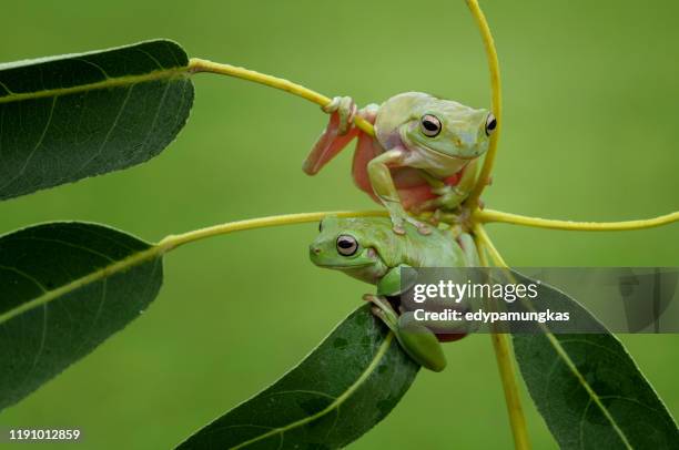 two dumpy tree frogs on a plant, indonesia - two frogs stock pictures, royalty-free photos & images