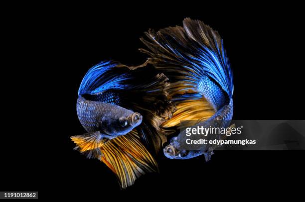 portrait of two betta fish - siamese fighting fish stockfoto's en -beelden