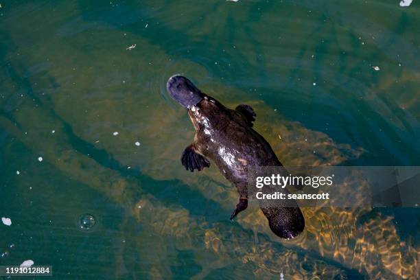 overhead view of a platypus swimming in a river, australia - duck billed platypus fotografías e imágenes de stock
