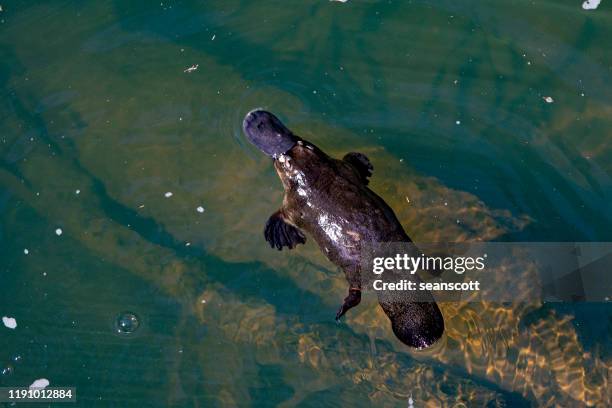 overhead view of a platypus swimming in a river, australia - platypus stock pictures, royalty-free photos & images