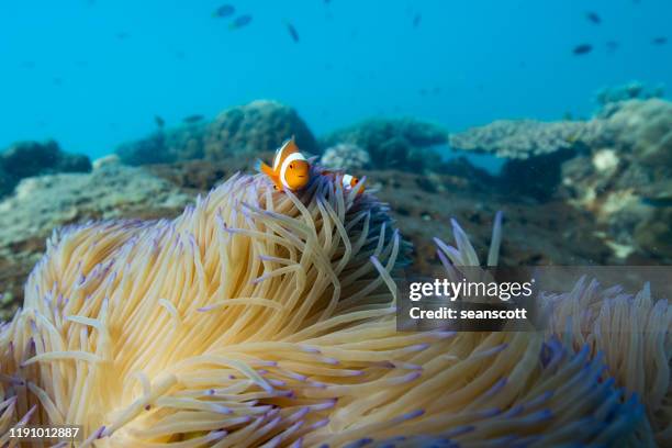 clownfish hiding in a coral reef, great barrier reef, queensland, australia - great barrier reef stock-fotos und bilder