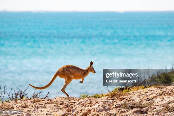 kangaroo jumping on beach, australia - kangaroo jump stock pictures, royalty-free photos & images