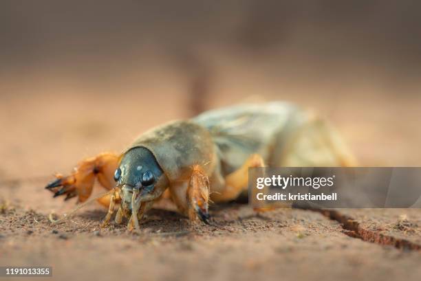 close up of mole cricket (gryllotalpidae), australia - mole cricket stock pictures, royalty-free photos & images