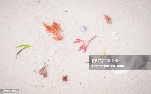 seashells and seaweed on beach, australia - beach flat lay stock pictures, royalty-free photos & images