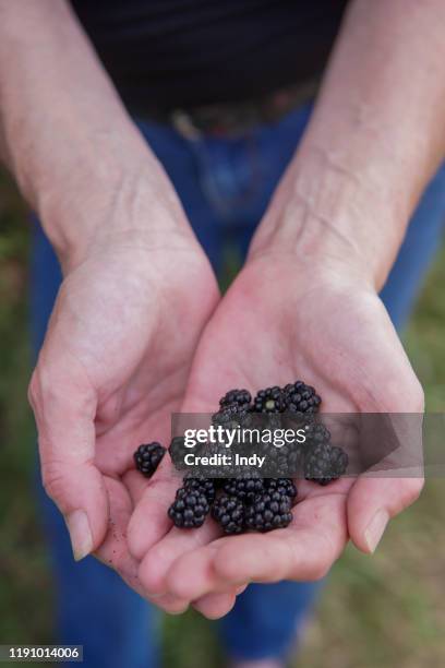 close-up of a woman holding freshly picked blackberries, england, uk - black berry fruit stock pictures, royalty-free photos & images