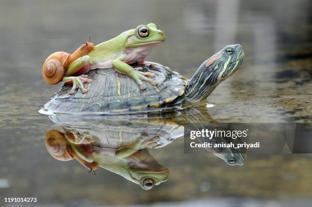 frog and a snail on a turtle, indonesia - pond snail stock-fotos und bilder