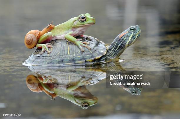 frog and a snail on a turtle, indonesia - pond snail stock pictures, royalty-free photos & images