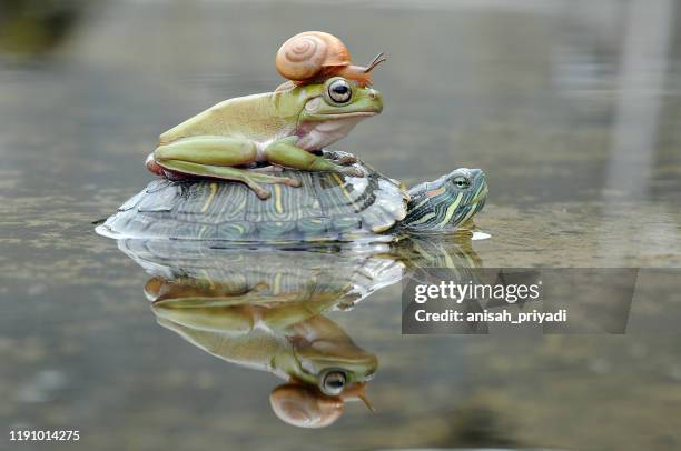 frog and a snail on a turtle, indonesia - reptil fotografías e imágenes de stock