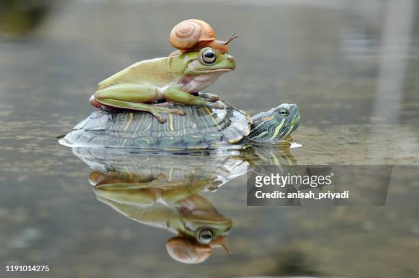 frog and a snail on a turtle, indonesia - animale foto e immagini stock
