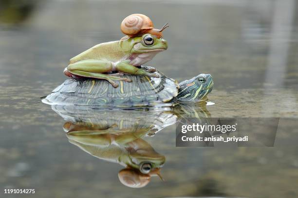 frog and a snail on a turtle, indonesia - funny friends stock pictures, royalty-free photos & images
