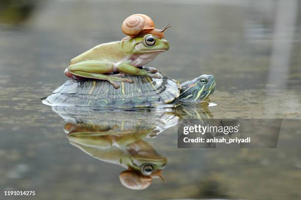 frog and a snail on a turtle, indonesia - animal humour stock pictures, royalty-free photos & images