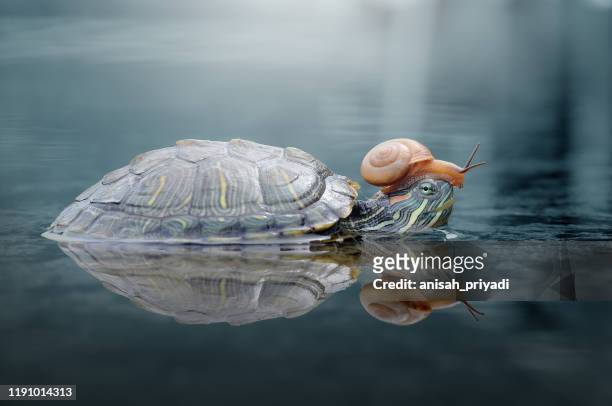 snail on a turtle in a pond, indonesia - pond snail stock pictures, royalty-free photos & images