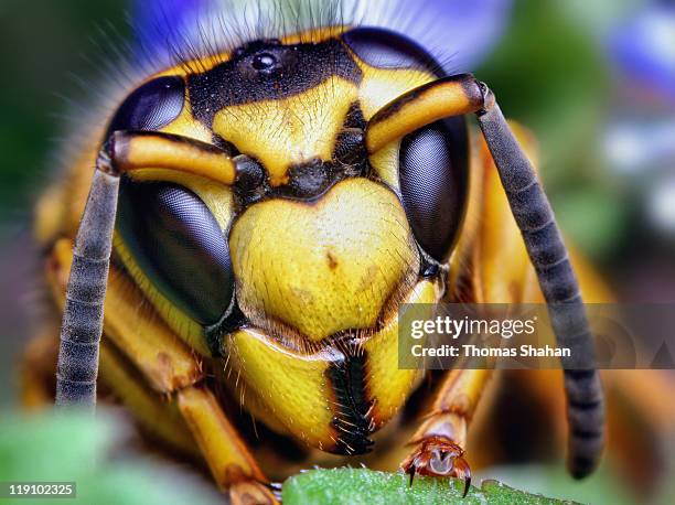 yellowjacket vespula - norman oklahoma stock pictures, royalty-free photos & images