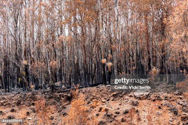 burnt trees and plants, blackened tree trunks and ash - ipswich australia stock pictures, royalty-free photos & images